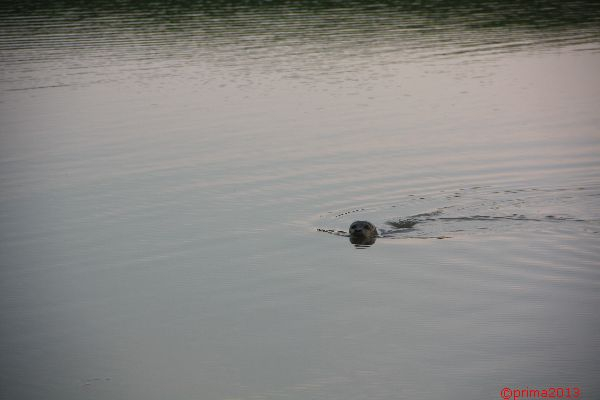 image173